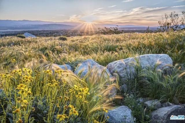 a view of a large tree with plants in front of it