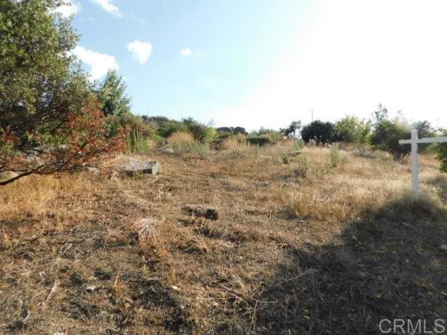 a view of a forest with trees in the background