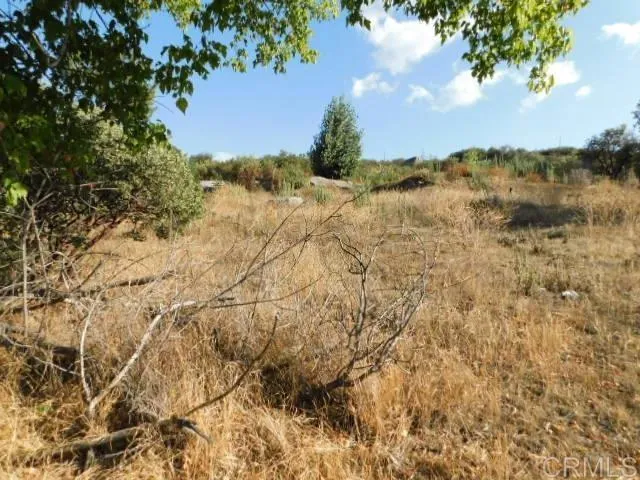 a view of a dry yard with lots of bushes
