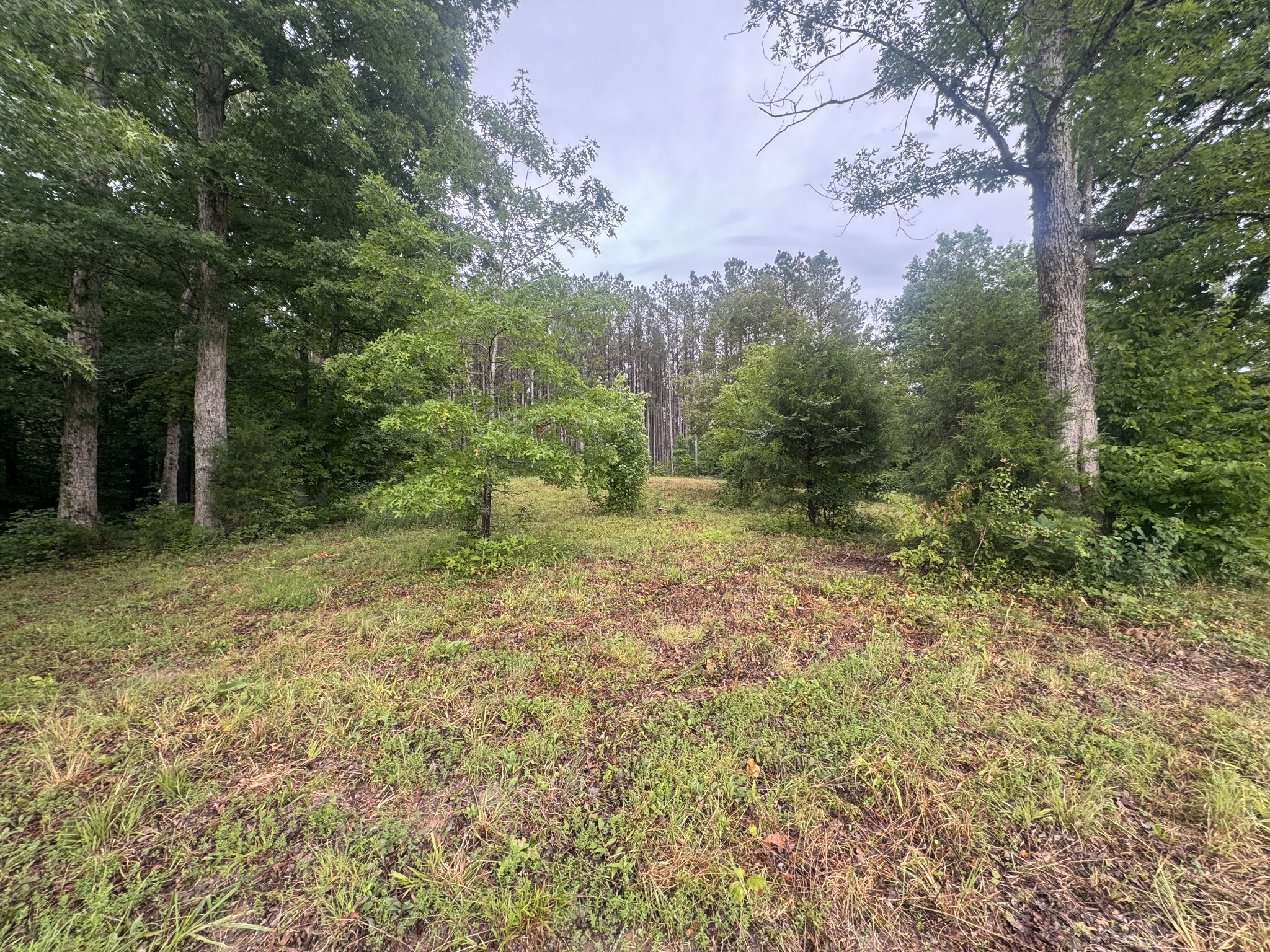 0 Johnson Hollow Road Stewart, TN 37175 - Photo 4 of 10