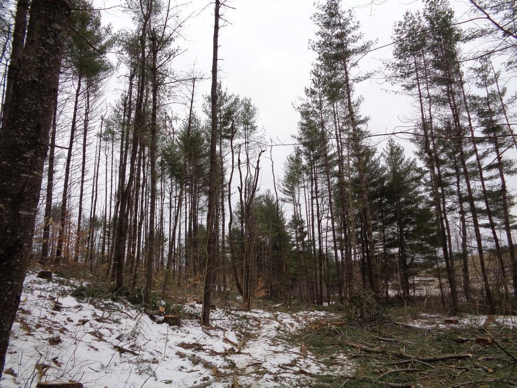 Map 5-lot Map 5-lot Mount Augusta, ME 04330 - Photo 7 of 18 Land/Lot