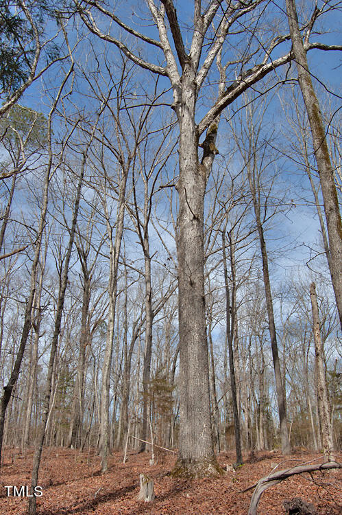 0 Highway 87 Pittsboro, NC 27312 - Photo 21 of 87 DSC_0285