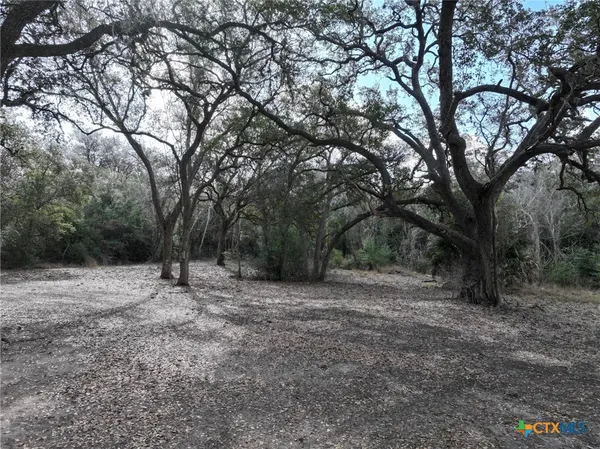 a view of a forest with trees in the background