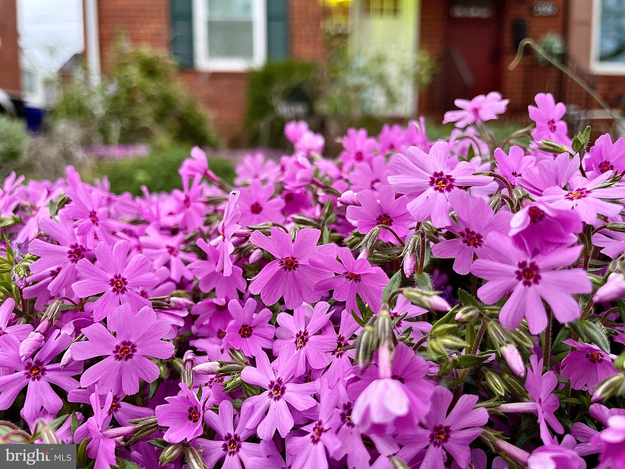 2137 South Pollard Street Arlington, VA 22204 - Photo 33 of 57 a view of a flower