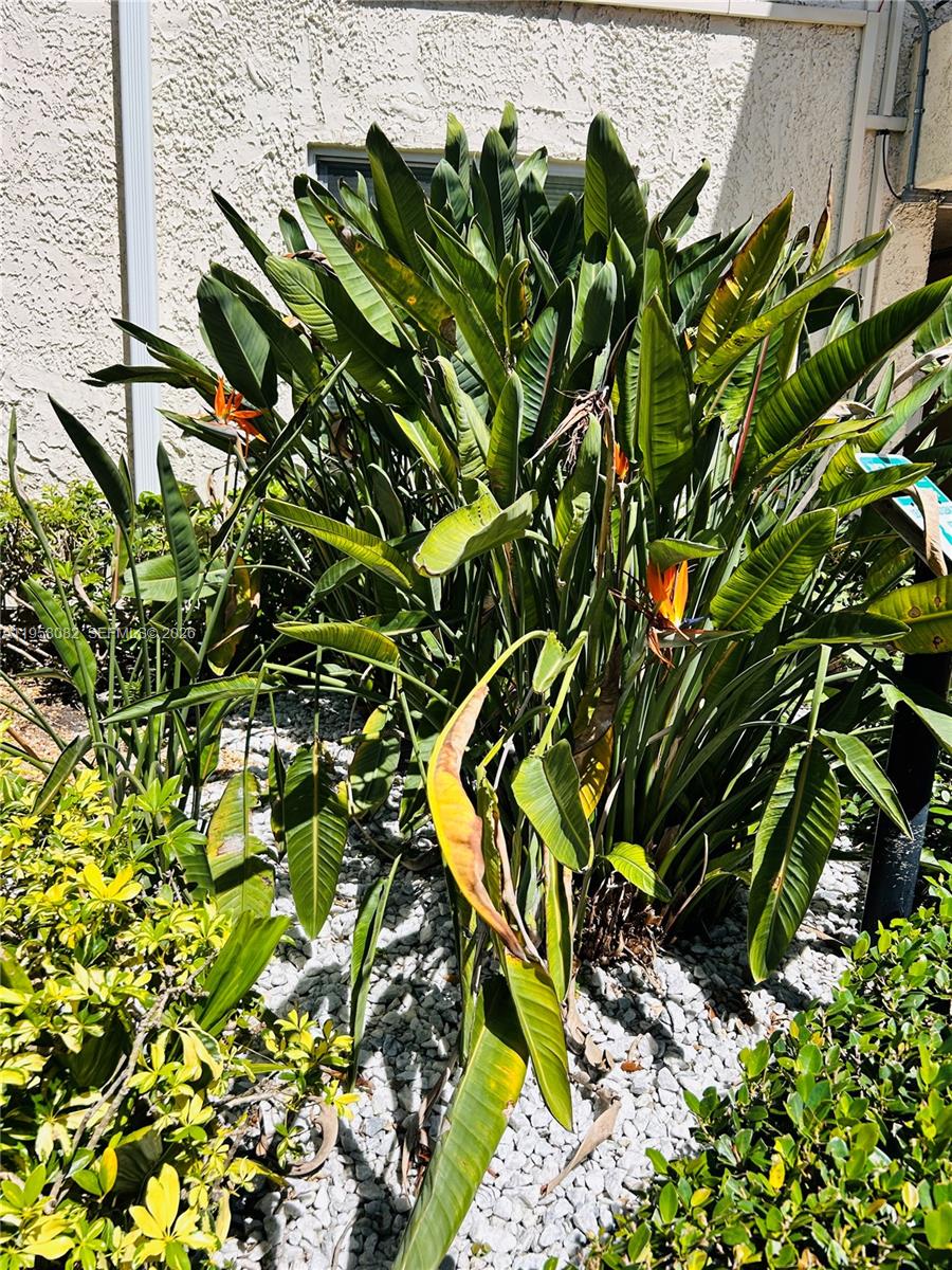 8603 Southwest 68th Court, Unit 22 Miami, FL 33156 - Photo 38 of 49 a plant that is in a garden