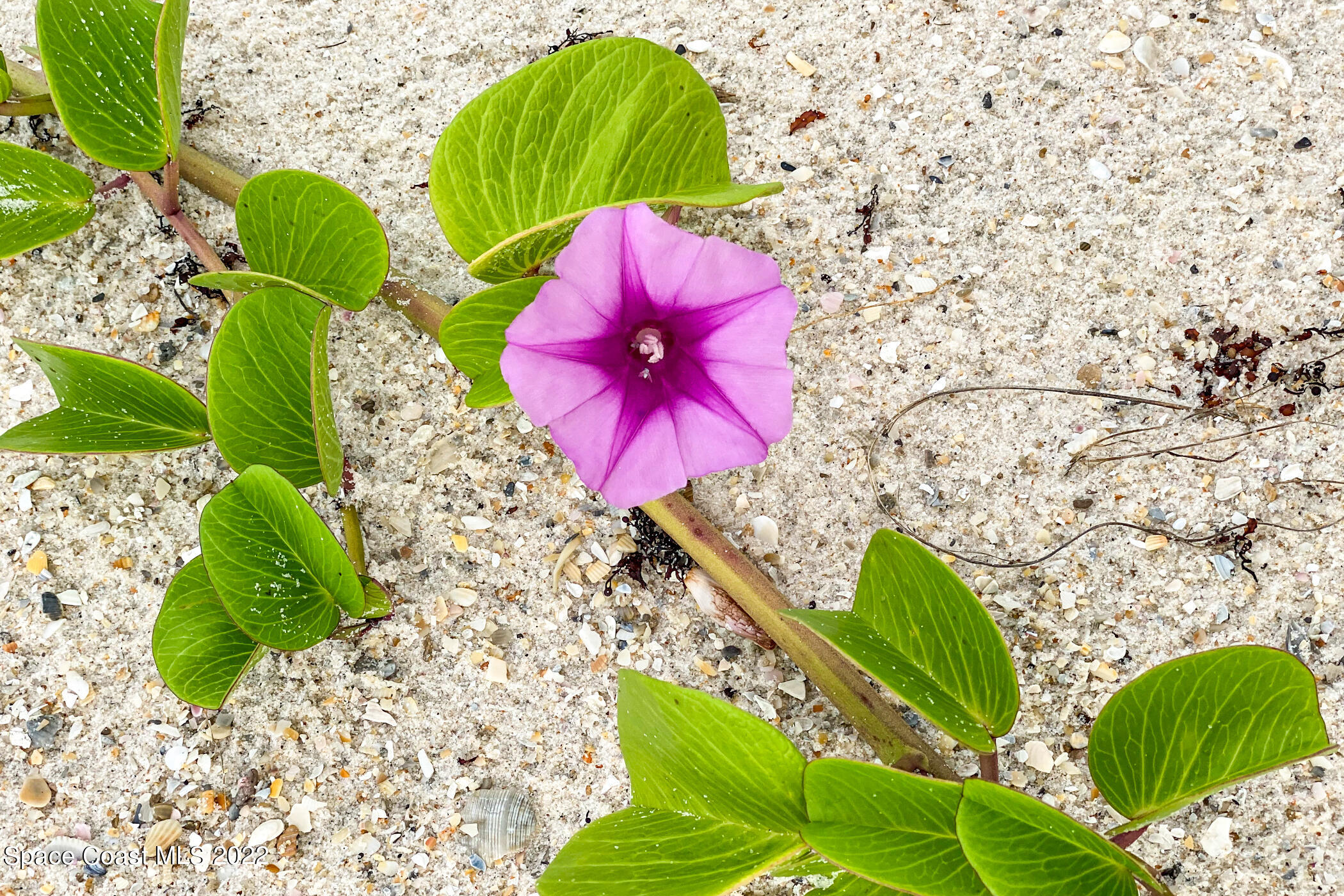 7520 Ridgewood Avenue, Unit 104 Cape Canaveral, FL 32920 - Photo 28 of 35