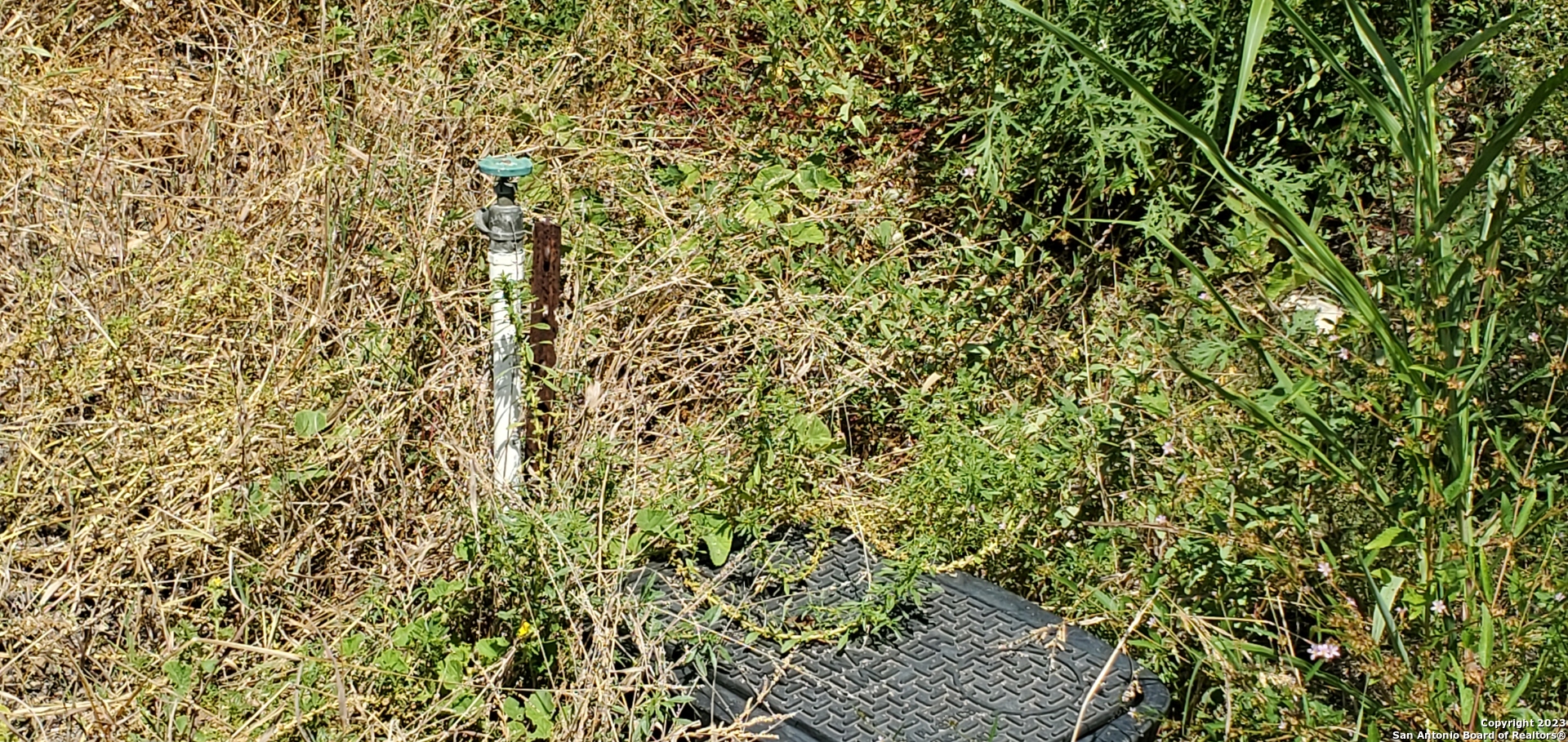780-848 Bolton Road Marion, TX 78124 - Photo 8 of 12 a close up of a plant in a pot