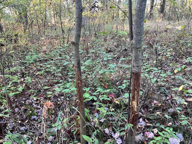 $500,000 | 80-ac County Rd G, Hancock, WI 54943