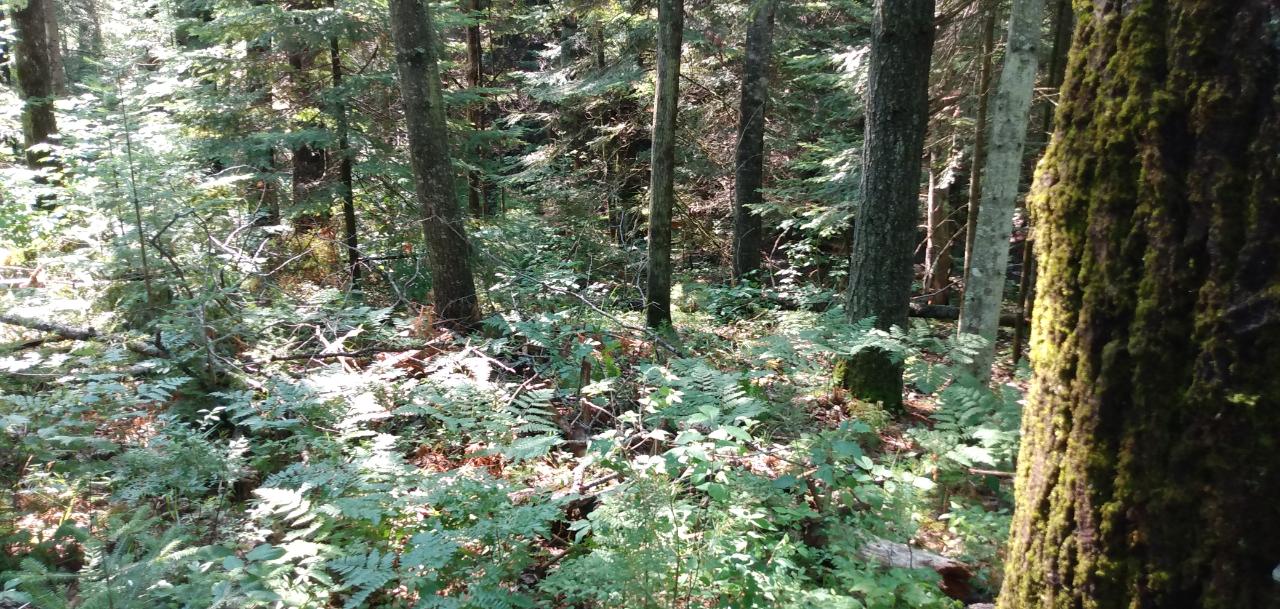 Lot 20 Camp Nokomis Road Mercer, WI 54547 - Photo 10 of 11 Gallery Image 10