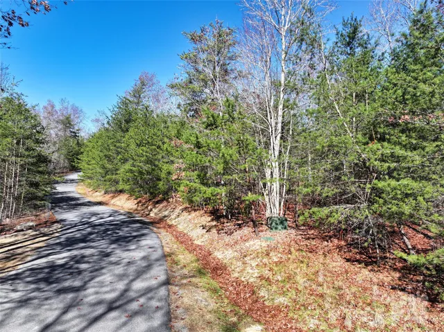 a view of a forest with trees