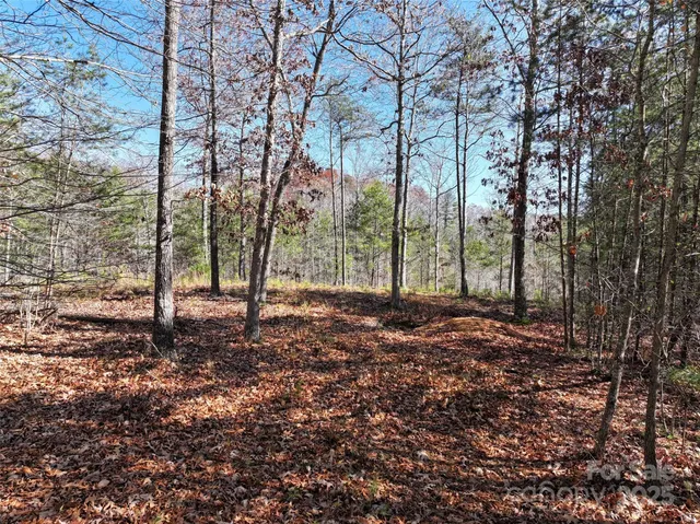 a view of trees and tree