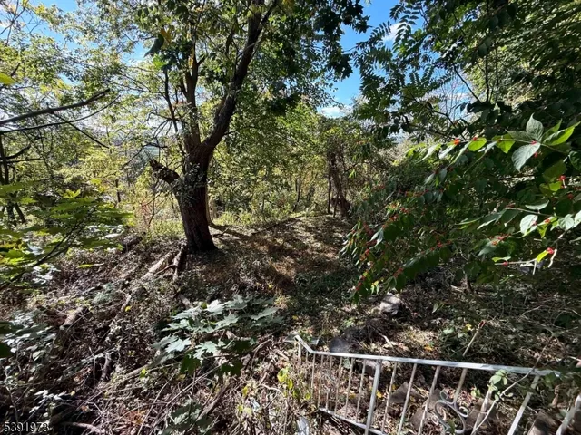 a view of a tree with a tree