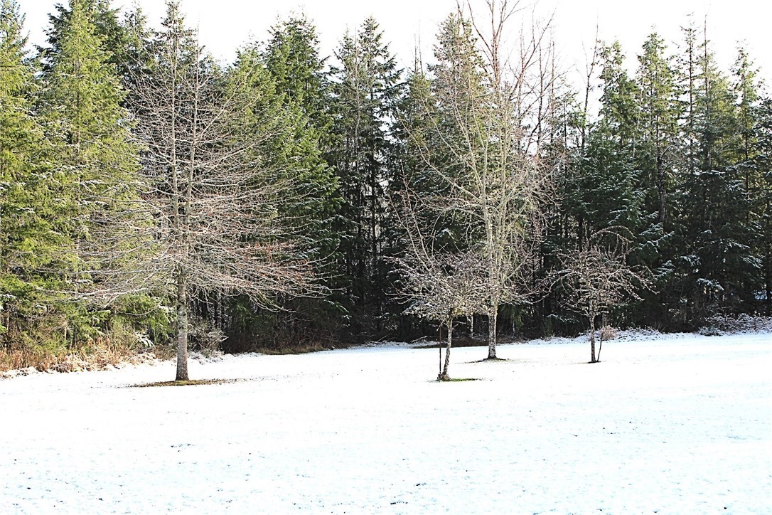 83 South Bank Road Elma, WA 98541 - Photo 5 of 30 Gallery Image 5
