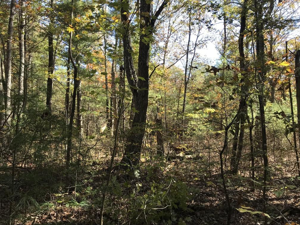 Lot 110 Lou Road Pikeville, TN 37367 - Photo 12 of 24 IMG_0600