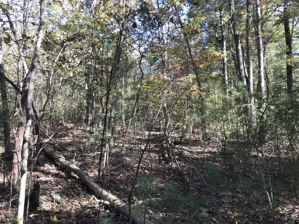 Lot 110 Lou Road Pikeville, TN 37367 - Photo 13 of 24 IMG_0602