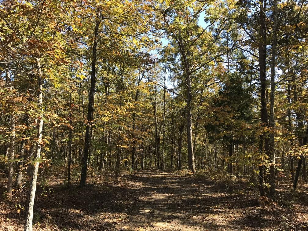 Lot 110 Lou Road Pikeville, TN 37367 - Photo 15 of 24 IMG_0607