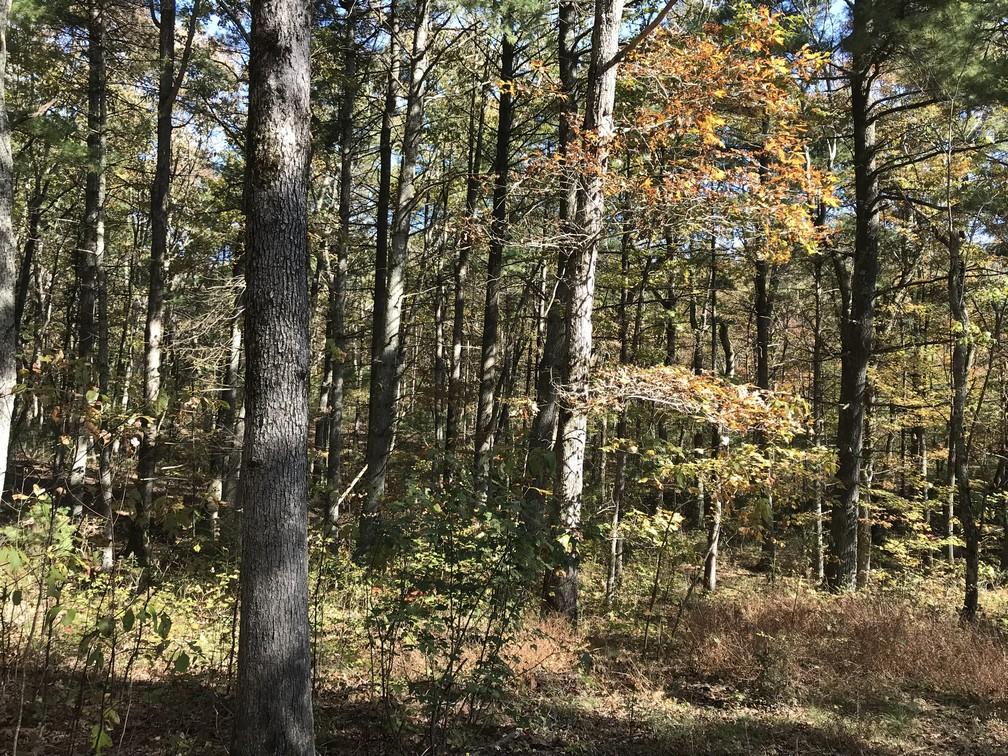 Lot 110 Lou Road Pikeville, TN 37367 - Photo 18 of 24 IMG_0611