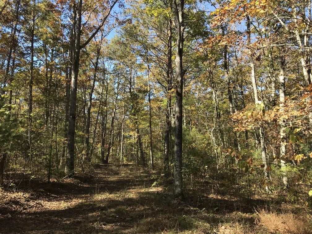 Lot 110 Lou Road Pikeville, TN 37367 - Photo 19 of 24 IMG_0612