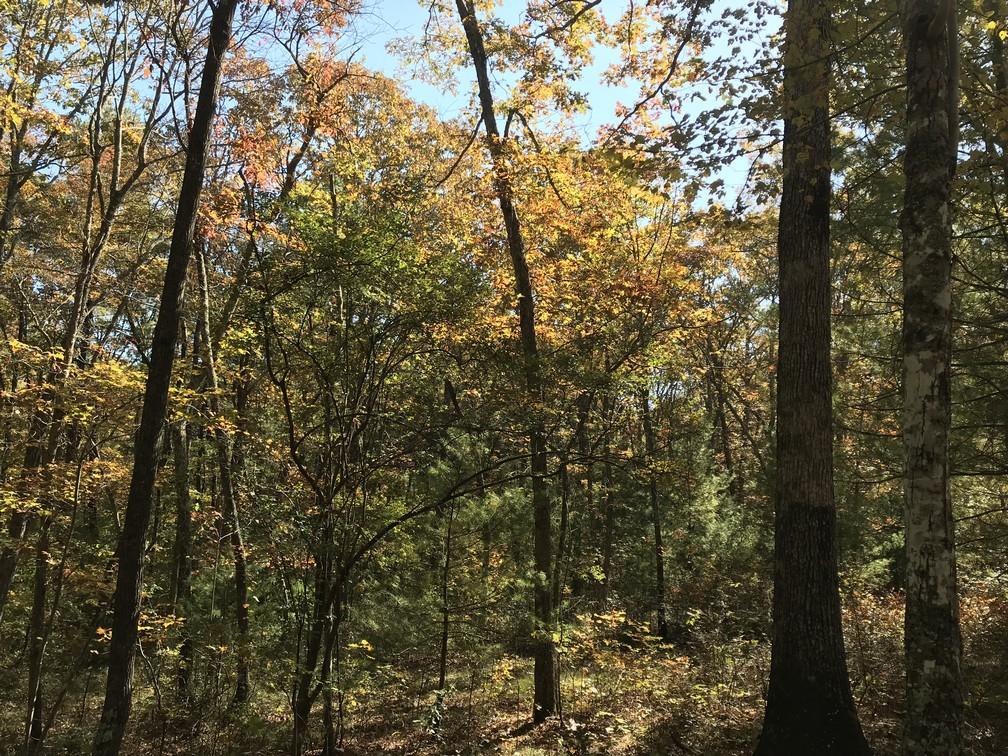 Lot 110 Lou Road Pikeville, TN 37367 - Photo 20 of 24 IMG_0614