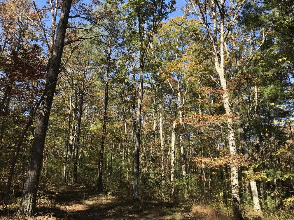Lot 110 Lou Road Pikeville, TN 37367 - Photo 21 of 24 IMG_0615