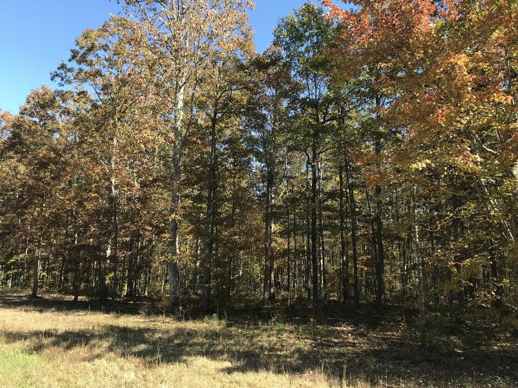 Lot 110 Lou Road Pikeville, TN 37367 - Photo 22 of 24 IMG_0605