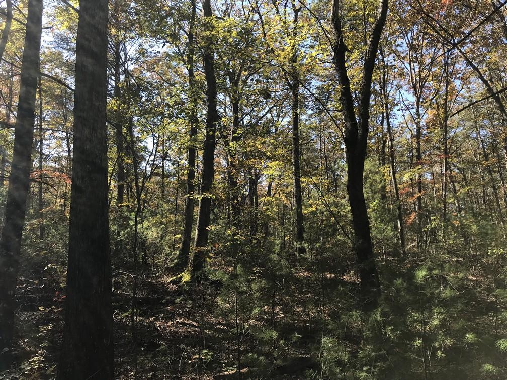 Lot 110 Lou Road Pikeville, TN 37367 - Photo 24 of 24 IMG_0620