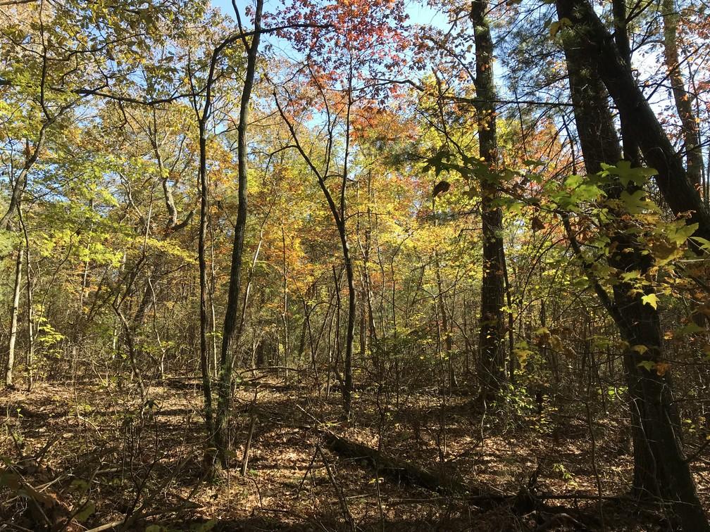 Lot 110 Lou Road Pikeville, TN 37367 - Photo 8 of 24 IMG_0594