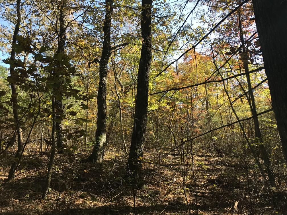 Lot 110 Lou Road Pikeville, TN 37367 - Photo 10 of 24 IMG_0597