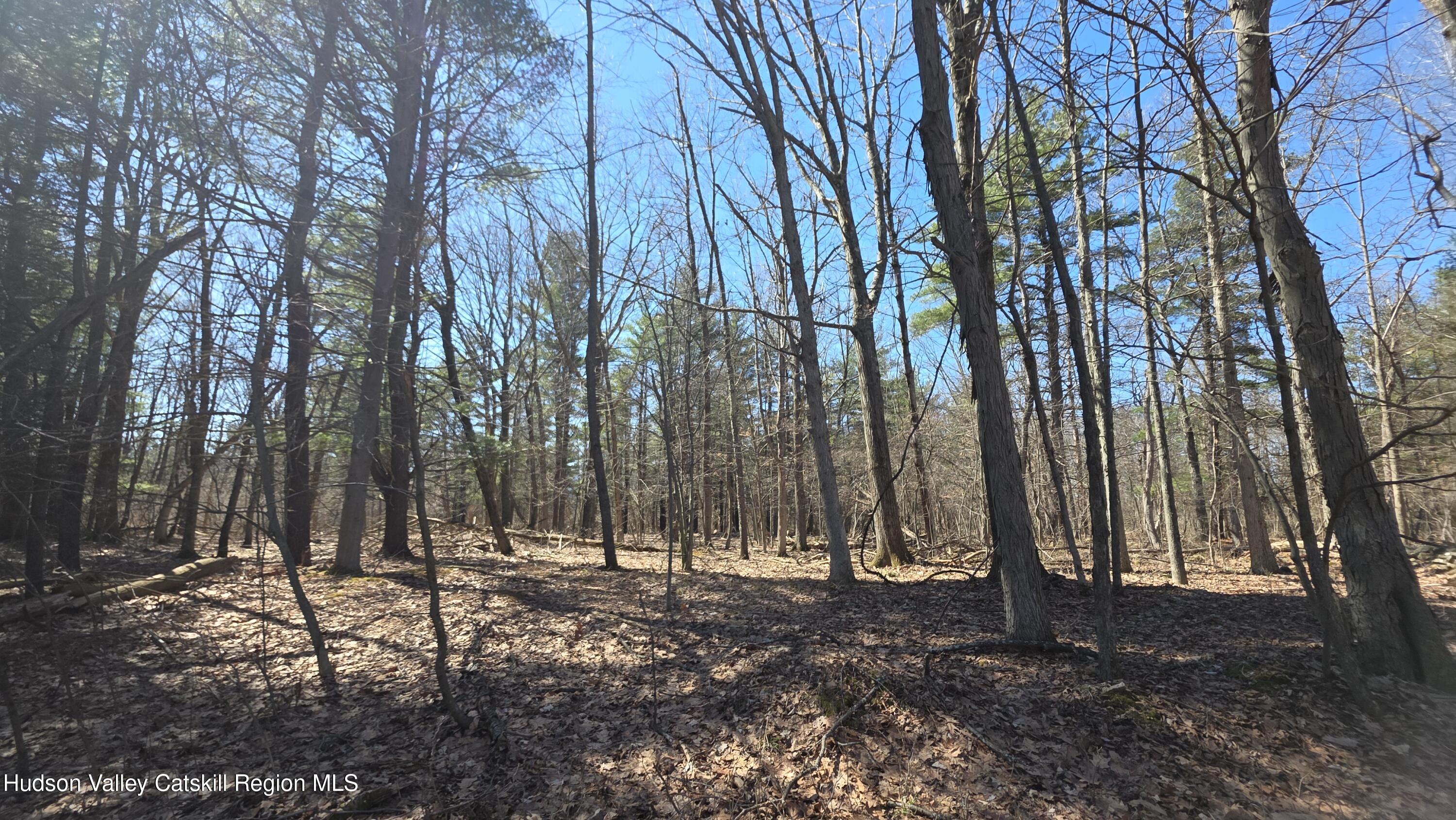 0 King Hill Road Freehold, NY 12431 - Photo 7 of 9 a view of outdoor space with lots of trees