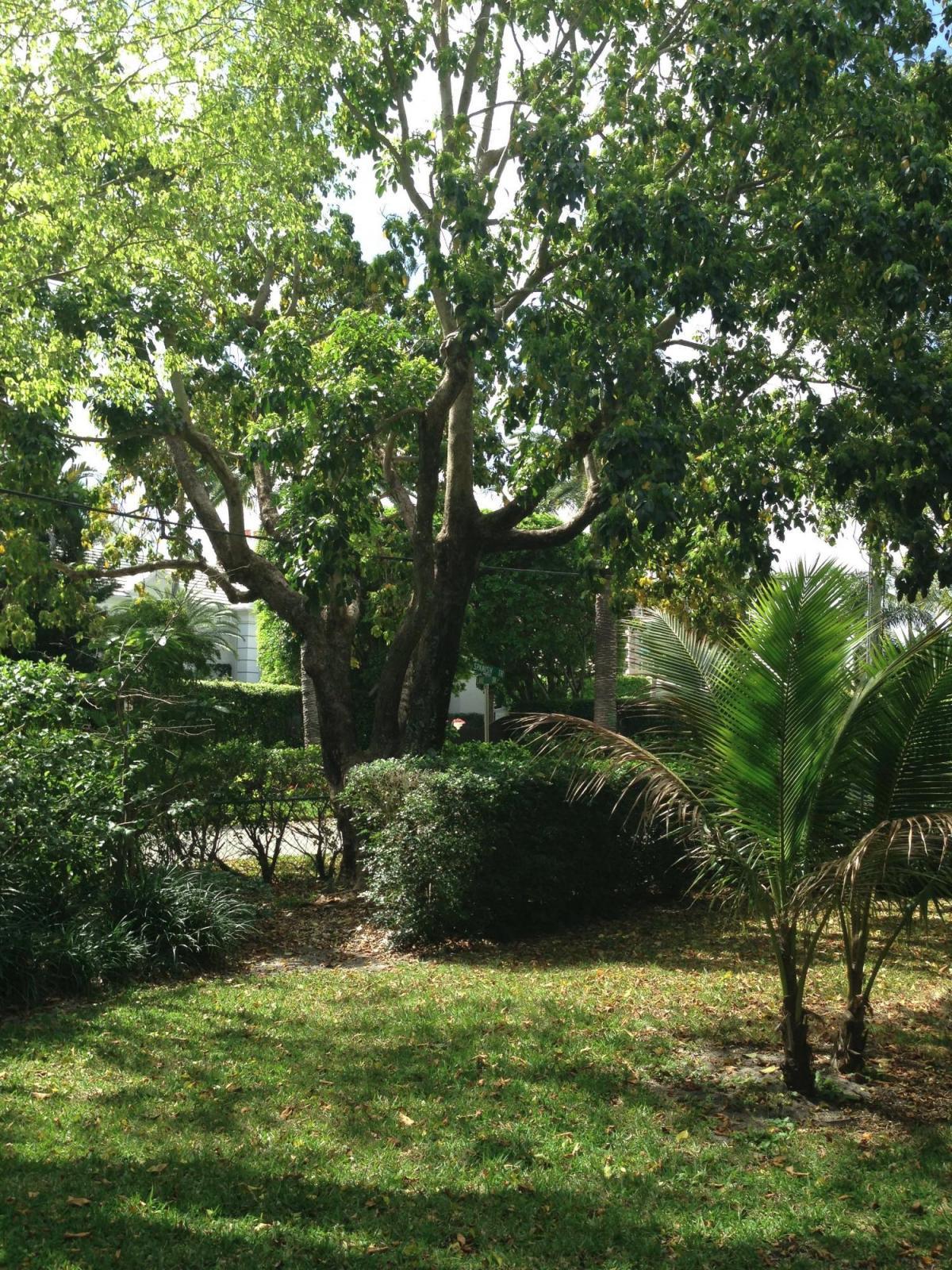 400 Southeast Spanish Trail Boca Raton, FL 33432 - Photo 14 of 15 Trees