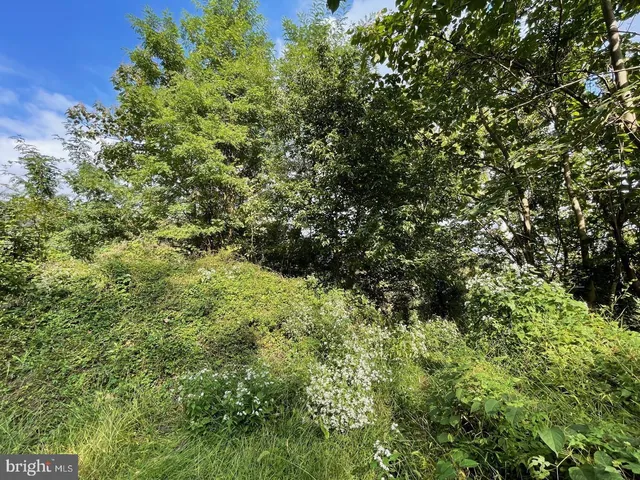 a view of a lush green forest