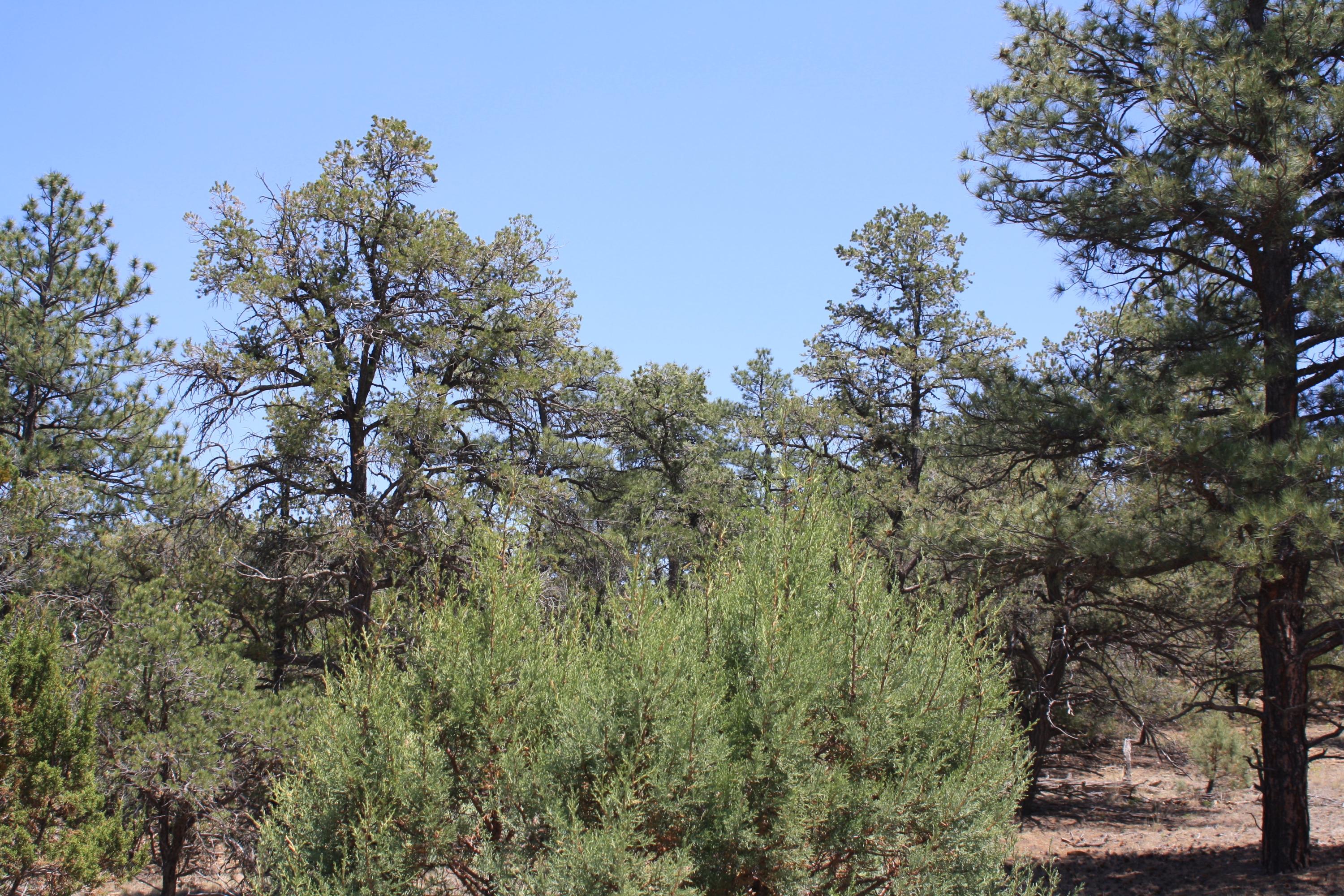 4-6 Bodean Road Ramah, NM 87357 - Photo 18 of 58 Gallery Image 18
