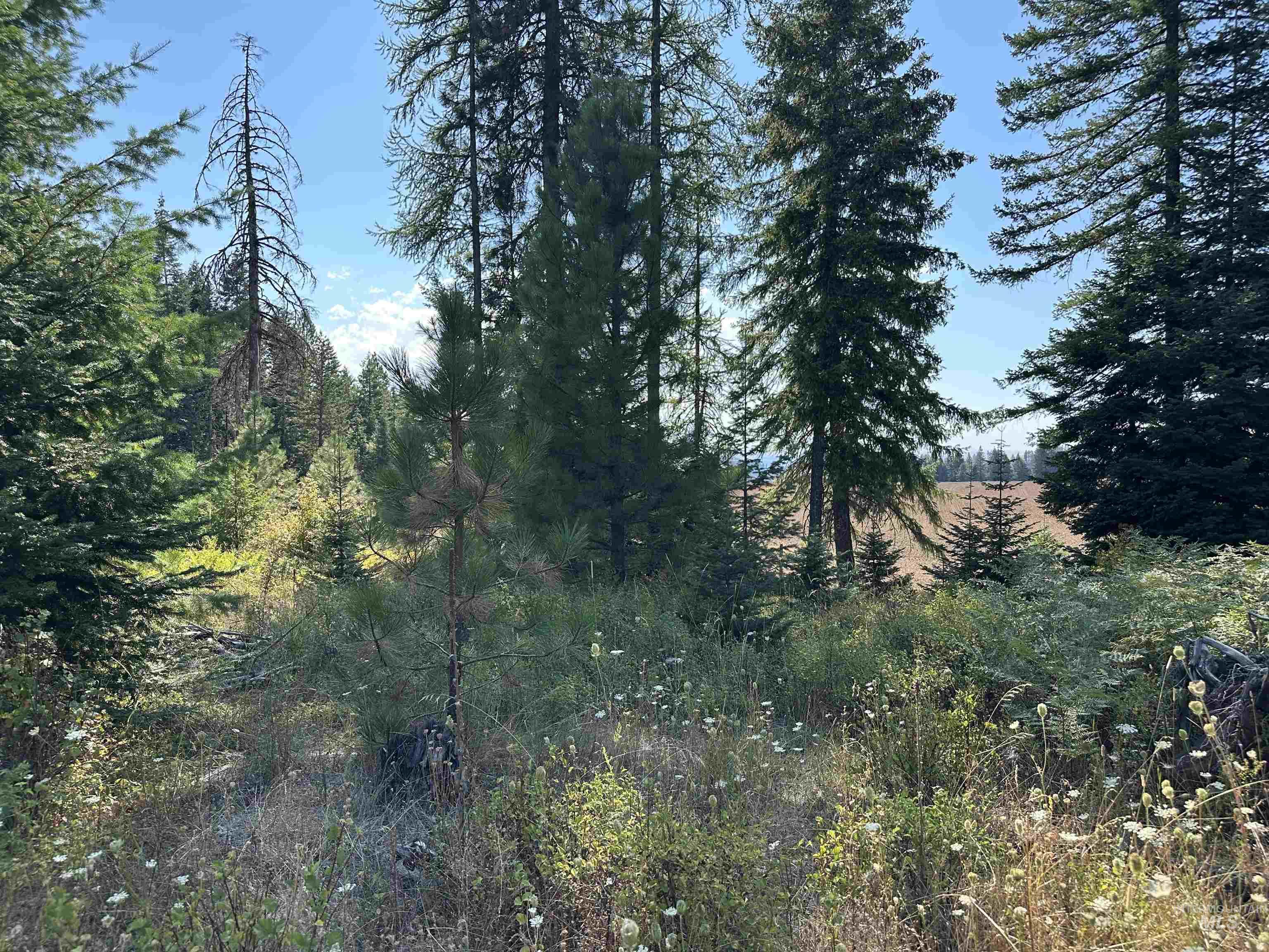 1 Peaceful Valley Road Kamiah, ID 83536 - Photo 7 of 10