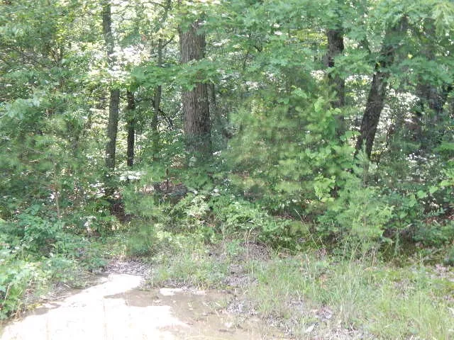 a view of a lush green forest