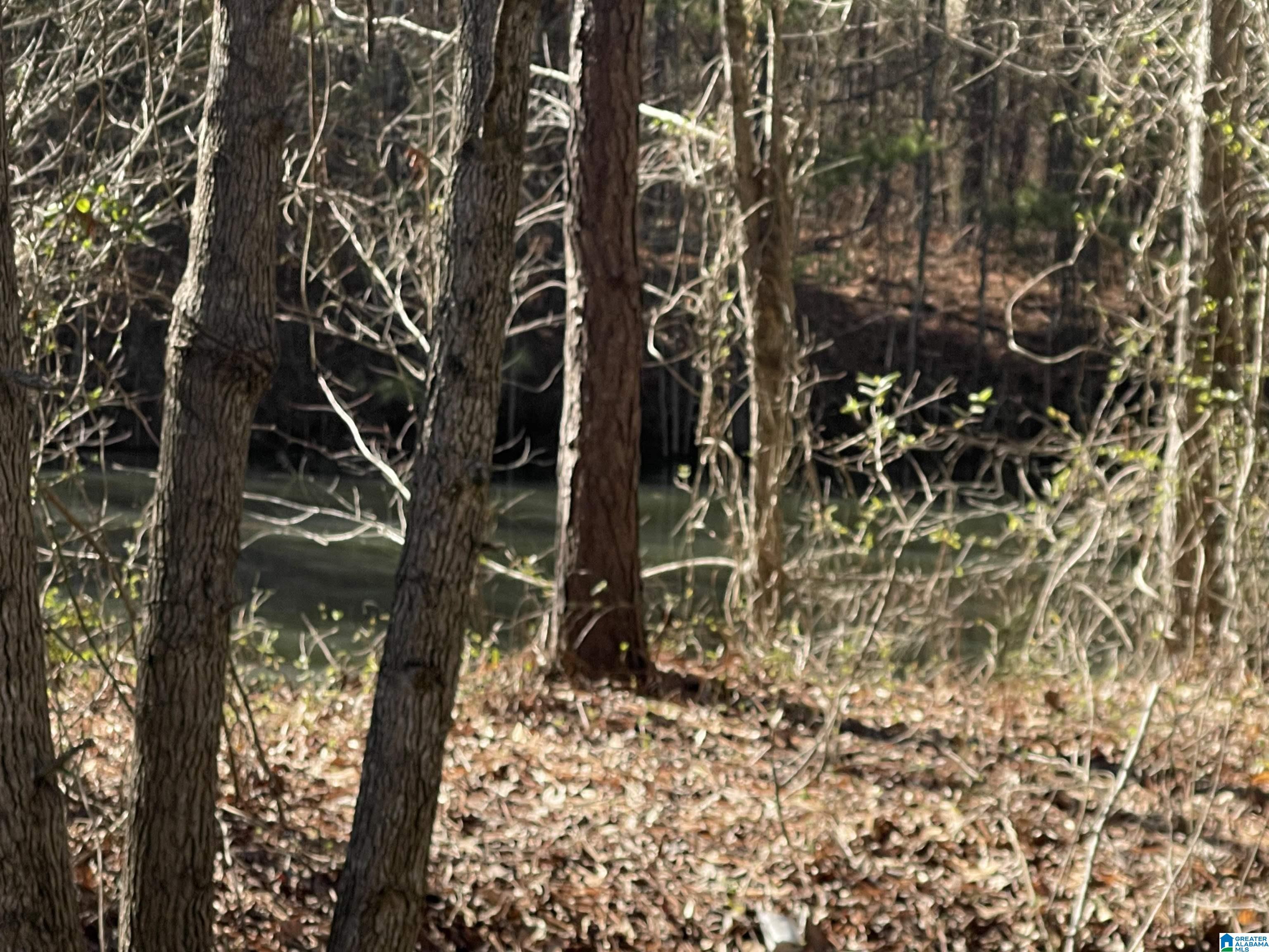 0 Wolf Pond Road, Unit 13 ACRES Talladega, AL 35160 - Photo 1 of 5