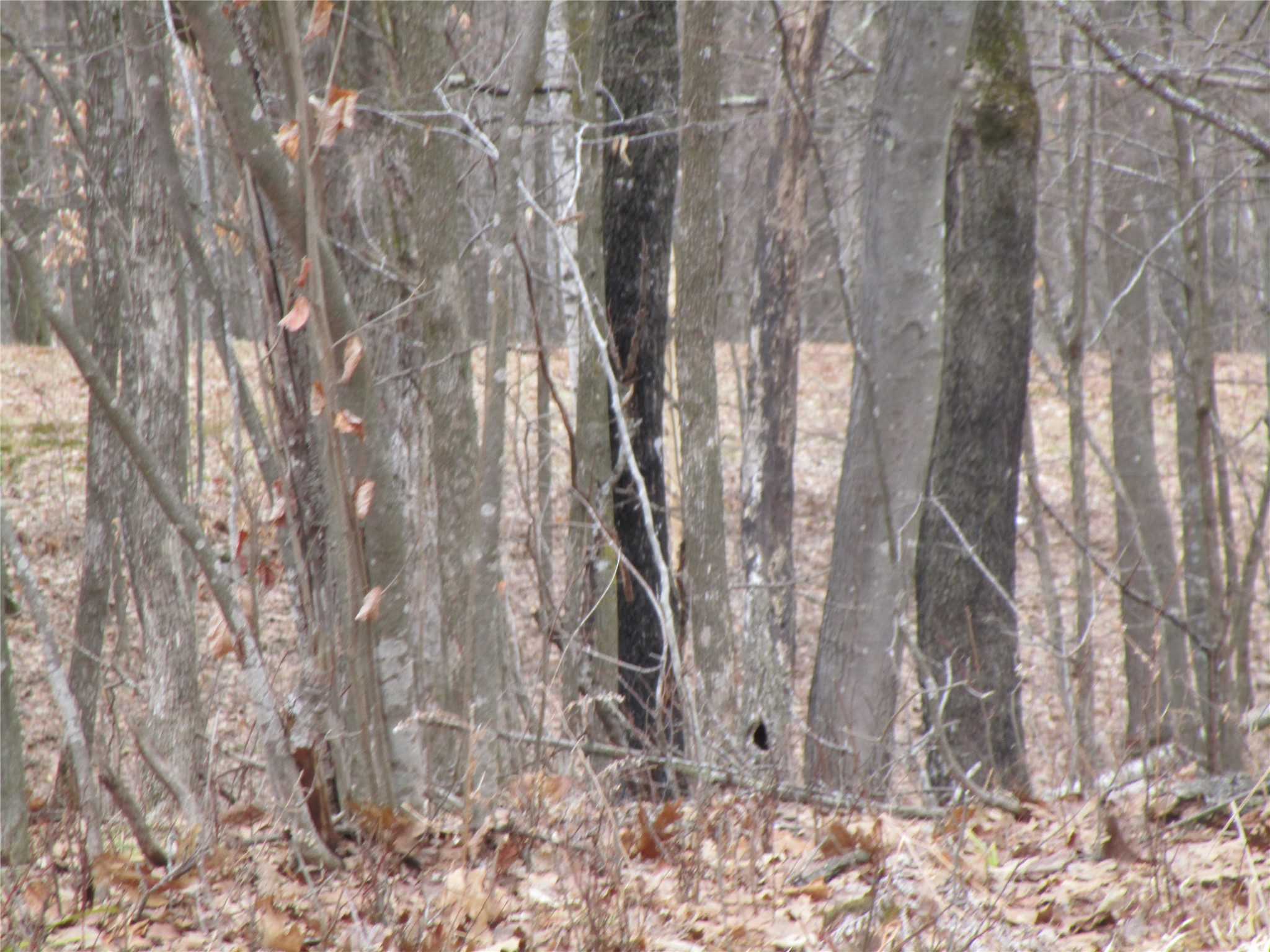 0 Camp Road Weyerhaeuser, WI 54895 - Photo 10 of 10