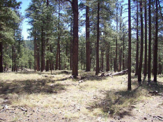 2 1c Coconino Forest Road, Unit PRT1C Payson, AZ 85541 - Photo 3 of 6 Additional Photo