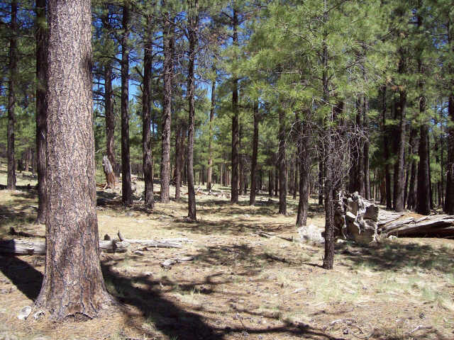 2 1c Coconino Forest Road, Unit PRT1C Payson, AZ 85541 - Photo 4 of 6 Additional Photo