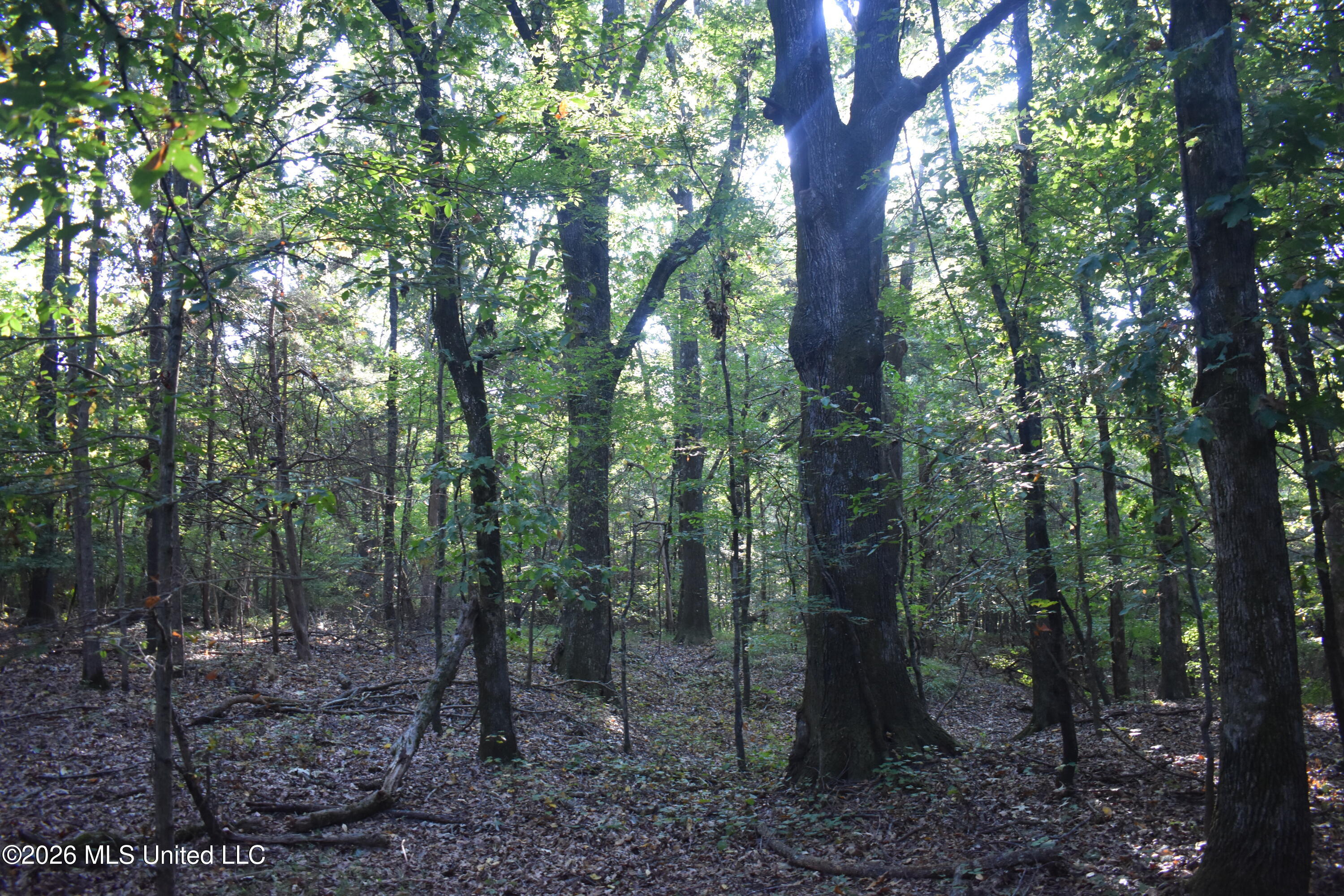 390 Old Panola Road Como, MS 38619 - Photo 9 of 71 DSC_0134