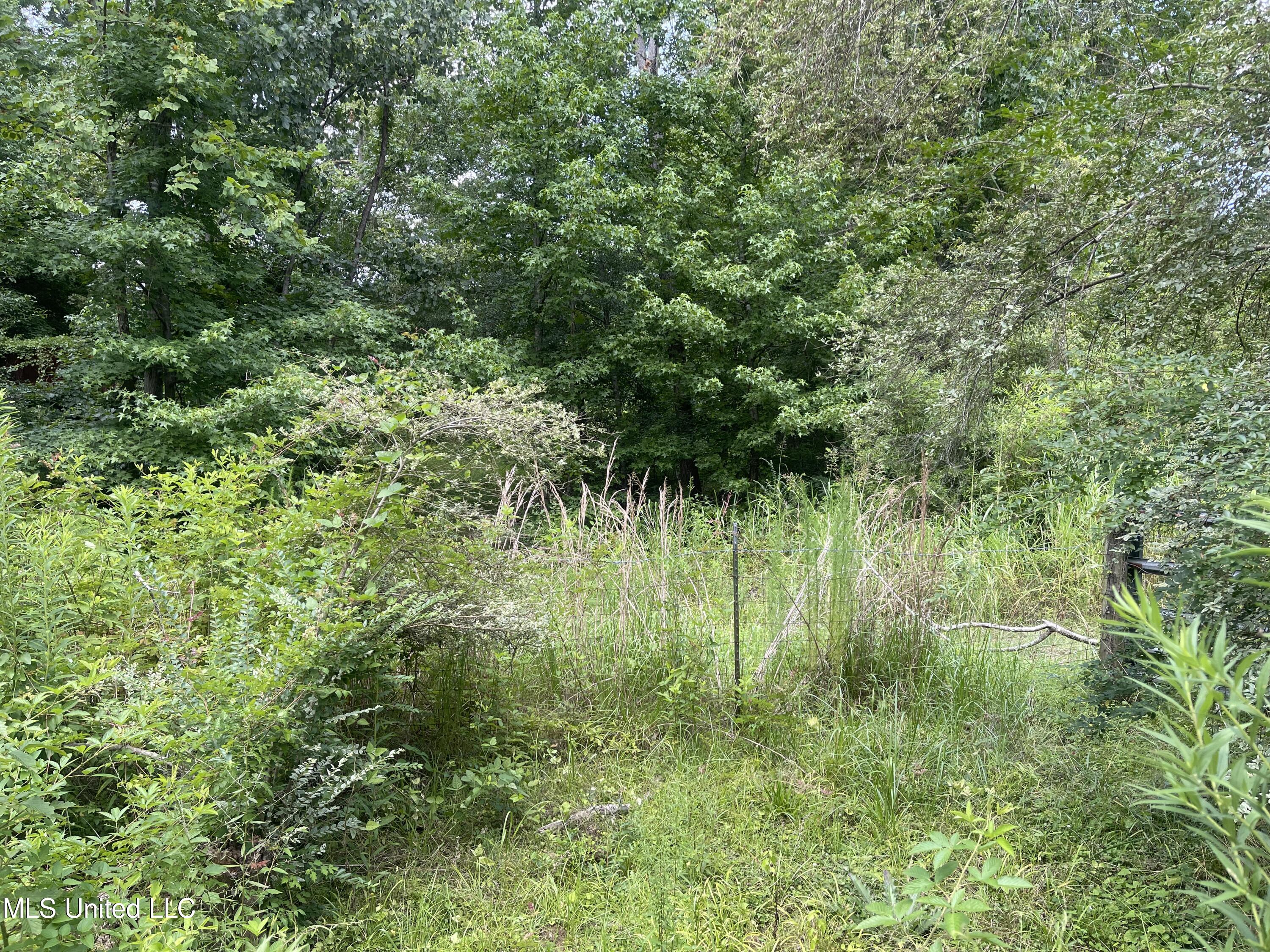 225 D E Denman Road Charleston, MS 38921 - Photo 7 of 27 Wooded