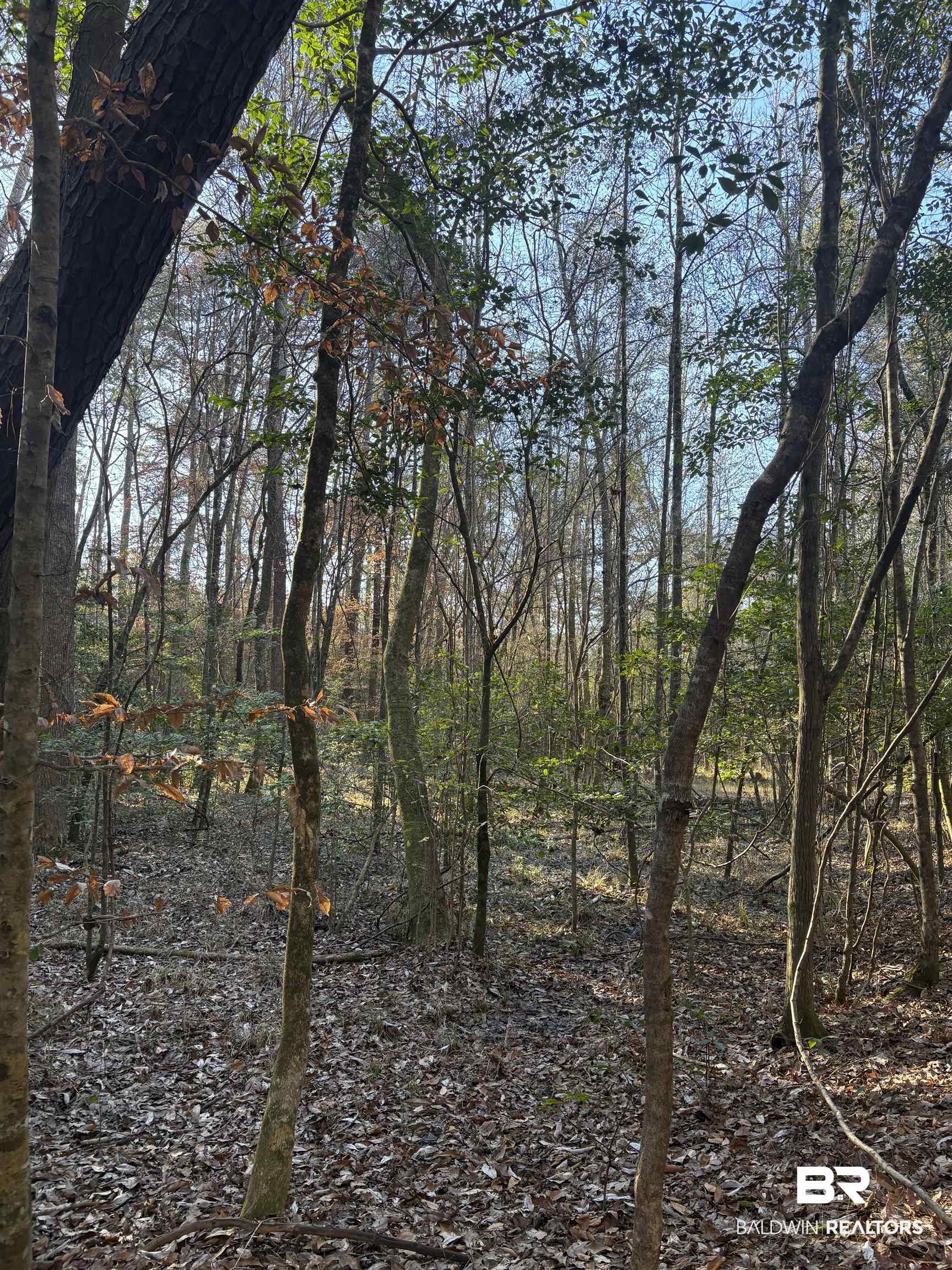 756 Ted Bates Road Evergreen, AL 36401 - Photo 11 of 28 View of landscape