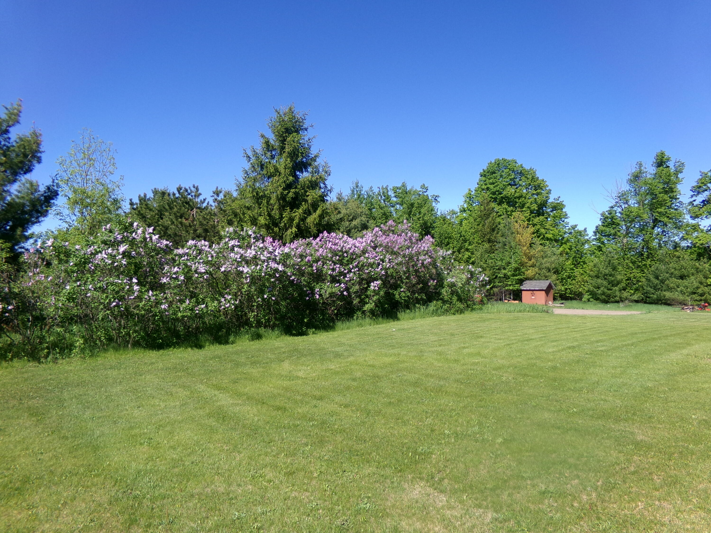 9901 Bolton Road Posen, MI 49776 - Photo 29 of 60 Row of lilacs