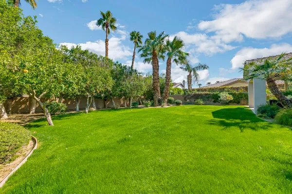 a view of a garden with a tree