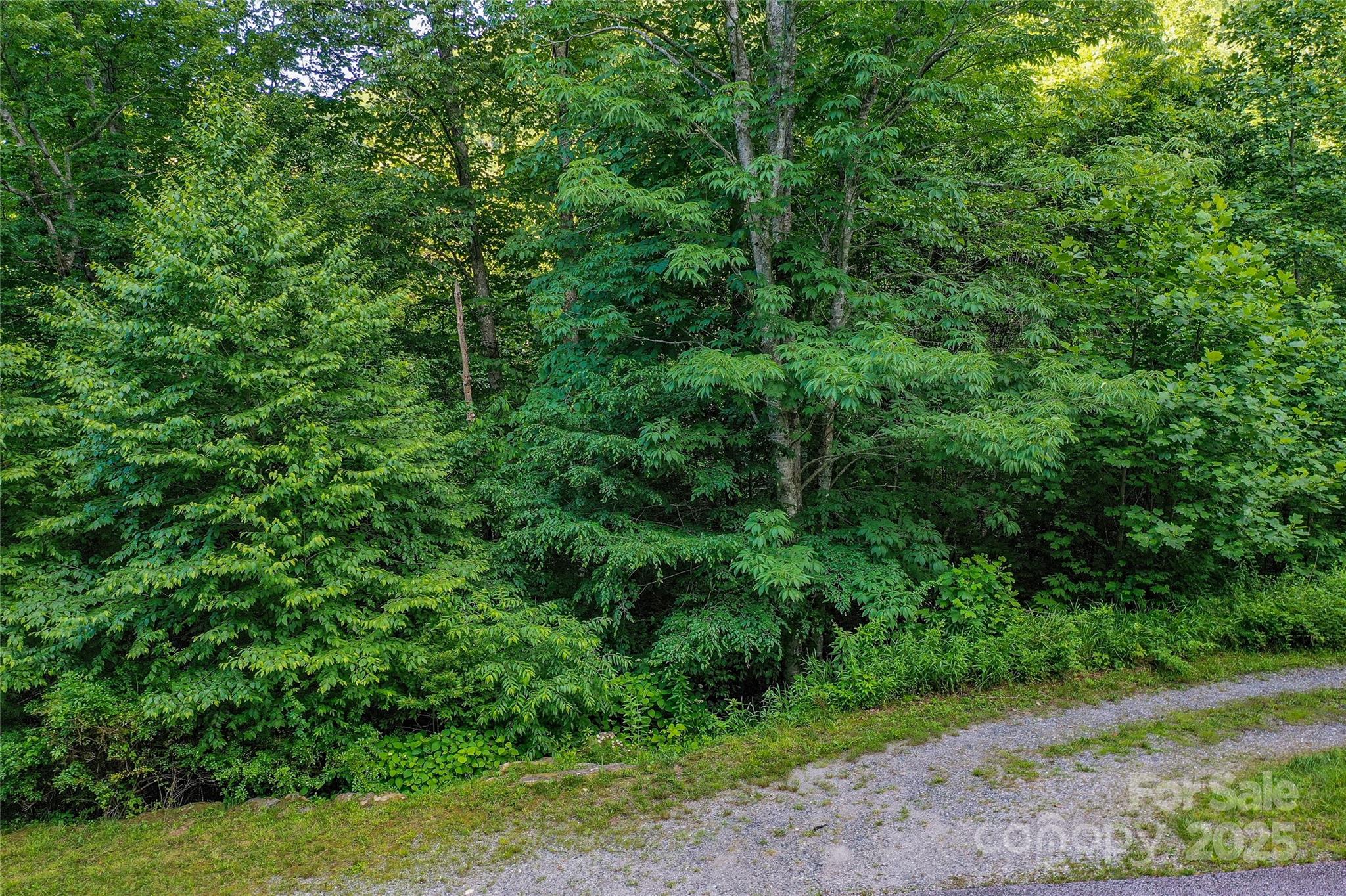 Lot 13 Hares Ear Lane, Unit 13 Cullowhee, NC 28723 - Photo 2 of 23 a view of a lush green forest