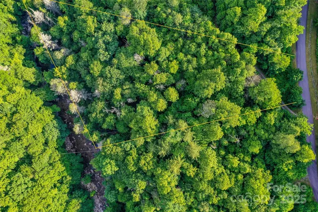 a view of a lush green forest