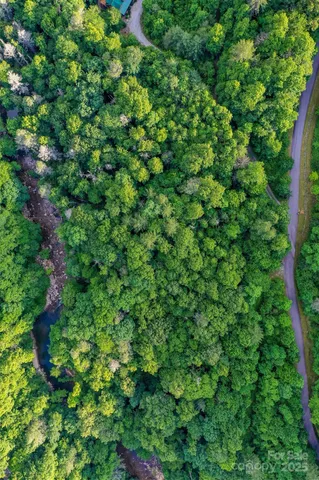 a view of a lush green forest