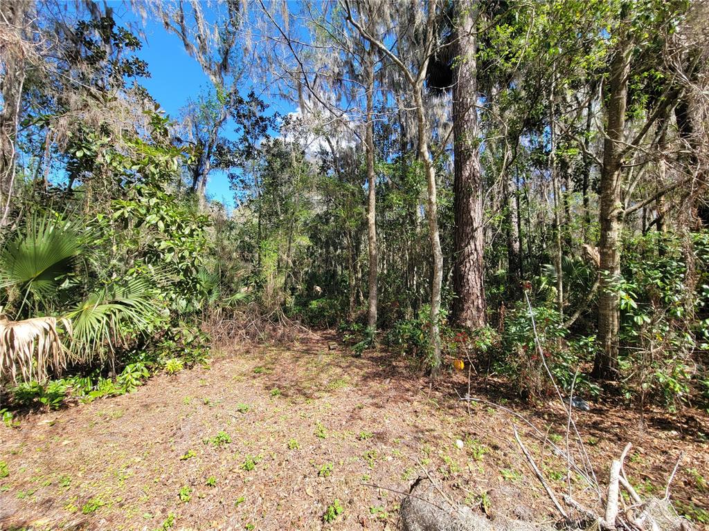 1600 Southwest 42nd Street Ocala, FL 34471 - Photo 29 of 39 a view of plant and trees in a yard