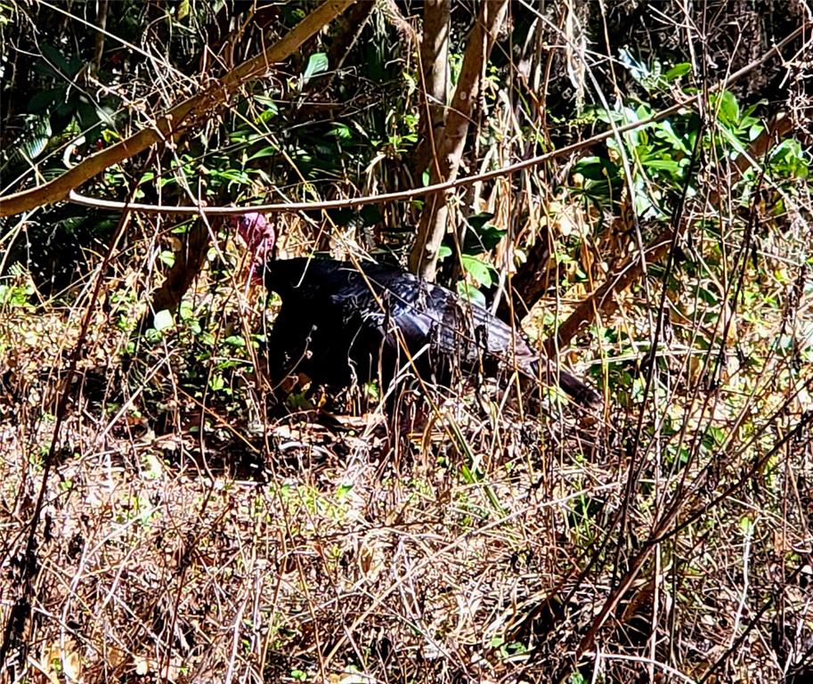 1600 Southwest 42nd Street Ocala, FL 34471 - Photo 34 of 39 a picture of a tree