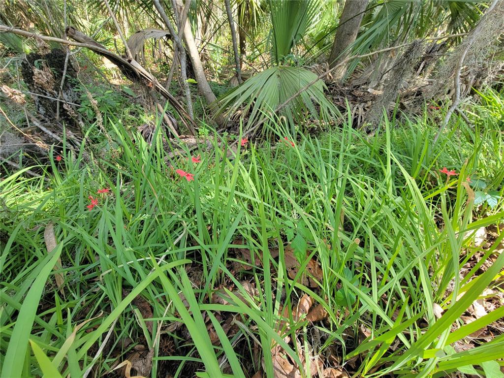 1600 Southwest 42nd Street Ocala, FL 34471 - Photo 35 of 39 a backyard of a house with lots of green space