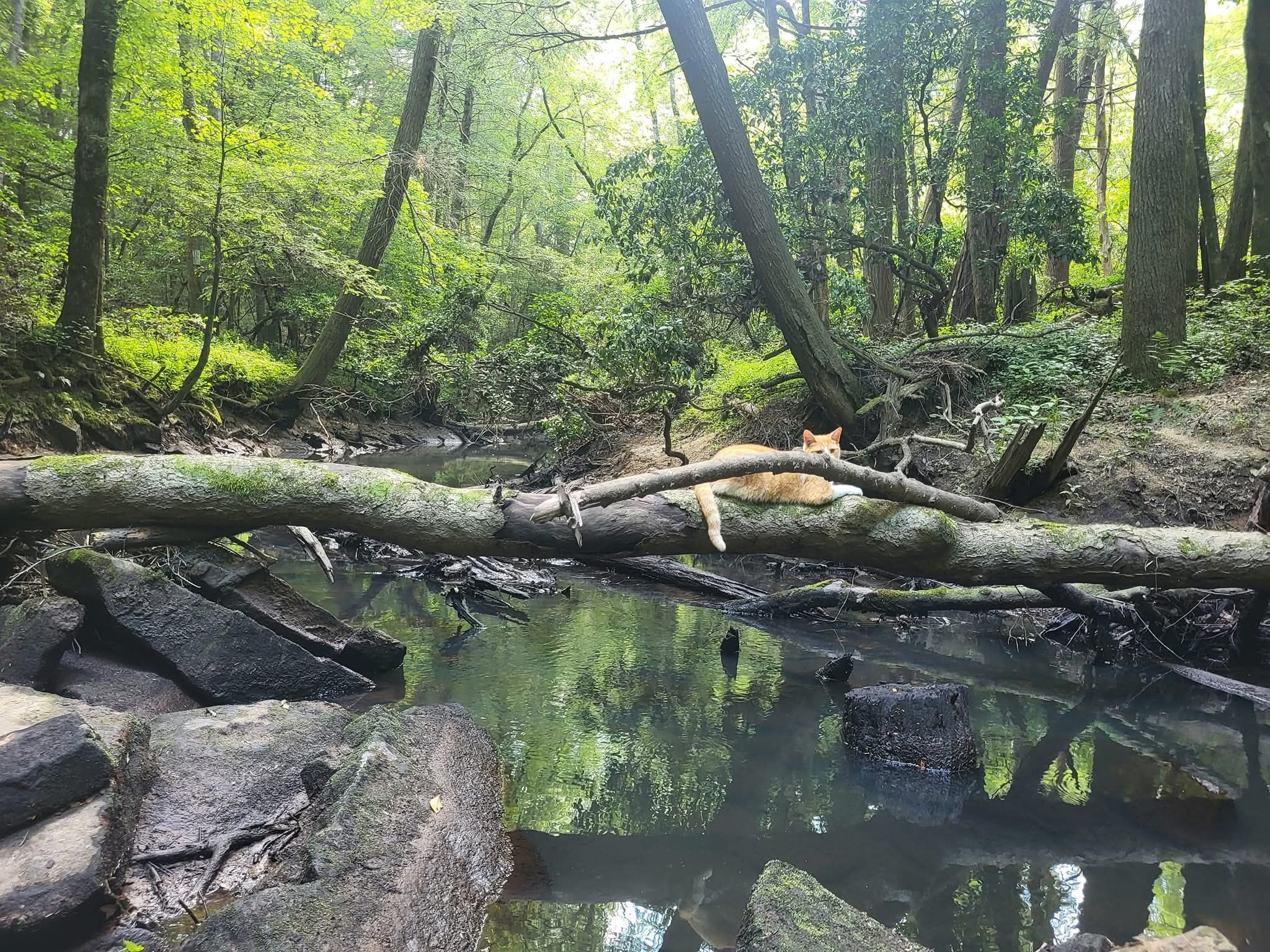 100 Clendenon Road Spencer, TN 38585 - Photo 30 of 35